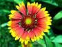Blanket Flower - 50 Seeds, 300mg - Gaillardia
