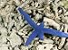 Blue Sea Star, Regenerating Two Arms, Malapascua Island, Cebu, Philippines Art Photographic Poster Print by Doug Perrine, 16x12