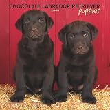 Labrador Retriever, Chocolate Puppies 2008 Square Wall