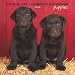 Labrador Retriever, Chocolate Puppies 2008 Square Wall Calendar