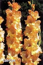 Can-Can Super Gladiolus 10 Bulbs -Shipping begins 01/07