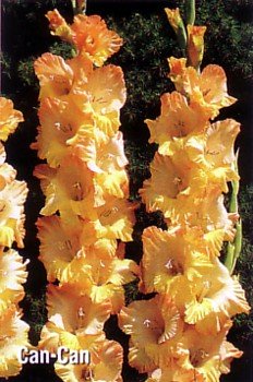 Can-Can Super Gladiolus 10 Bulbs -Shipping begins 01/07