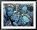 Beavertail Cactus, Desert Botanical Gardens, Phoenix, Arizona, USA Collections Framed Art Poster Print by Howie Garber, 49x39