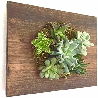 Custom Color Circle Succulent + Cacti Vertical Garden || Living Wall || Wall Planter || Hanging Planter