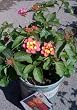 Confetti Lantana Plant One Gallon