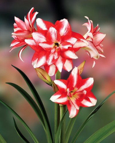 Exotic Peacock Double Amaryllis 1 Bulb - NEW! - 32/34 cm Bulb Exotic Peacock Double Amaryllis 1 Bulb - NEW! - 32/34 cm Bulb