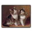 Kittens - Gift Enclosure Cards (set of 12)