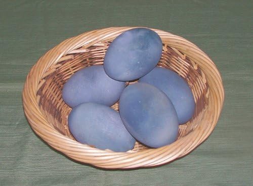 Splotchy Blue Emu Eggshell