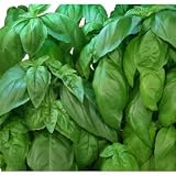 AeroGarden 800400-0208 3-Pod Seed Kit, Pesto Basil