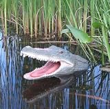 Alligator Head Open Mouth