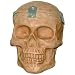 Skull - Stash Box - Secret Storage