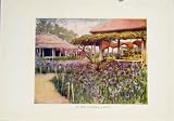 Colorful Japanese Iris Garden Antique Old Print C1919