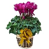 さかもと園芸　達人のシクラメン　朝注文で即日発送【 ウェーブパープル 】　花鉢植え　ギフト　プレゼント　贈答品　クリスマス　お歳暮