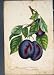 Pond Seedling Flora Fauna Flower Colour Fine Art 1855