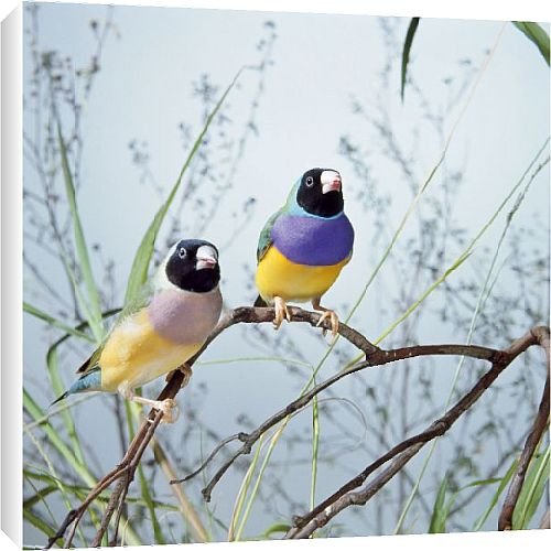 Canvas Prints of DTC-11 Black-headed Gouldian Finch - pair from Ardea Wildlife Pets