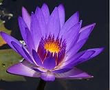 Pygmy Purple Water Lily 10 Seeds - Nymphaea colorata