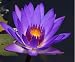 Pygmy Purple Water Lily 10 Seeds - Nymphaea colorata
