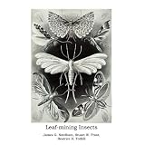 Leaf-Mining Insects