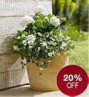 Contemporary Mixed Planted Terracotta