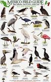 Sea and Shore Birds: Baja California - Sea of Cortez - Pacific Coast (Mexico Field Guides)
