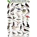 Sea and Shore Birds: Baja California - Sea of Cortez - Pacific Coast (Mexico Field Guides)