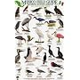 Sea and Shore Birds: Baja California - Sea of Cortez - Pacific Coast (Mexico Field Guides)