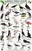 Sea
and
Shore
Birds:
Baja
California
-
Sea
of
Cortez
-
Pacific
Coast
(Mexico
Field
Guides)