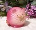 Home Grown - Cat Onion