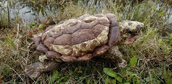 Childrens Toyshop  Toys : Alligator Turtle Animal Puppet (P8154)