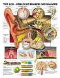 The The Ear: Organs of Hearing and Balance Anatomical Chart