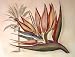Bird of Paradise I Art Print Poster By Sydenham Edwards, 14  x 18 