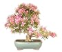 Brussel's Satsuki Azalea Bonsai