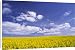 Canvas Prints of Arable farming - field of yellow oil-seed rape flowers beneath bright blue from Ardea Wildlife Pets