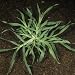 Crowsfoot Grass or Goosegrass (Eleusine Indica) Prostrate Seedling Weed Plant Photographic Poster Pr