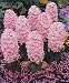 Hyacinth orientalis 