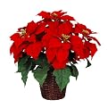 Poinsettia in Brown Basket