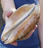 Large Cyprea Testudinaria Cowrie Seashell Sea Shell