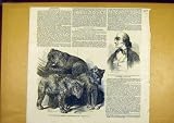 GRISLY BEARS ZOO HASSENPFLUG HESSE-CASSEL 1850 PRINT