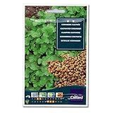 [春・秋まき ハーブのタネ][フランス ハーブの種]コリアンダー キュルティヴェ（パクチー・香草）*