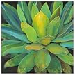 Agave Poster - 40x40"
