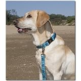 VDISC Lupine Turtle Reef 1in Adjustable Collar (15-22)