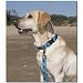 VDISC Lupine Turtle Reef 1in Adjustable Collar (15-22)