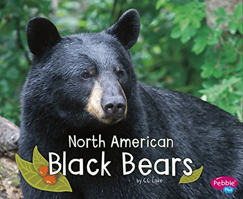 North American Black Bears (Woodland Wildlife)