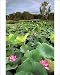 Photographic Prints of JPF-13893 Yellow Water, paperbark swamp with Lotus lilies (Nelumbo nucifera) from Ardea Wildlife Pets