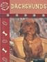 Dachshunds (Eye to Eye with Dogs)