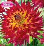 Dana Dinner Plate Dahlias 2 tubers - B001MXYLCW