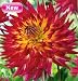 Dana Dinner Plate Dahlias-2 tubers - NEW!