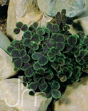 Midnight Shamrock Clover Perennial -Trifolium - Indoors or Out - 4