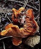 FungusAmongUs Bulk Dried Lobster Mushrooms