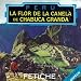 Fetiche,